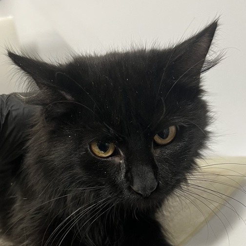 Toothless - Domestic Medium Hair