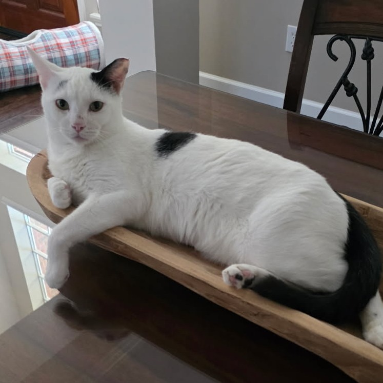 Noah - American Shorthair