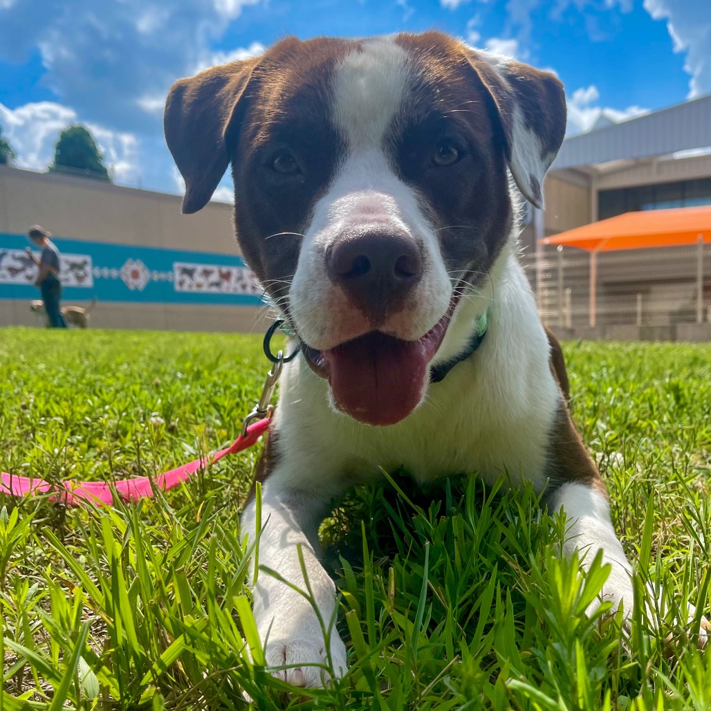 Buster - Mixed Breed (Medium)