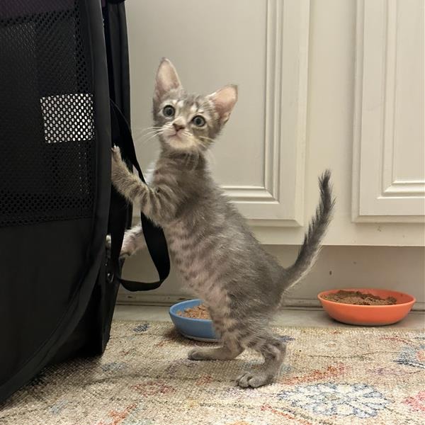 Cat Stevens - Domestic Shorthair