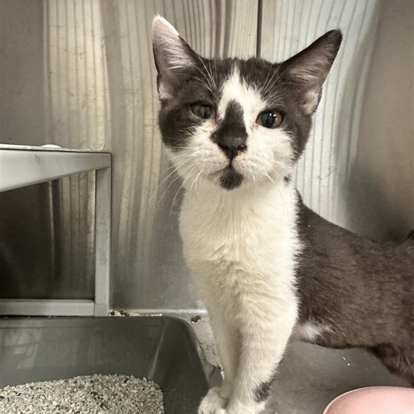 Cleo - Domestic Shorthair