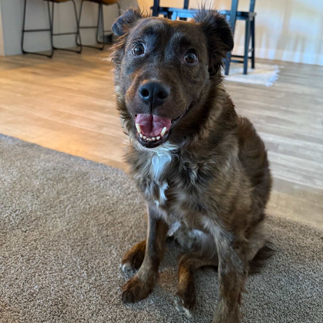 Ruby - Mixed Breed (Medium)/Chow Chow