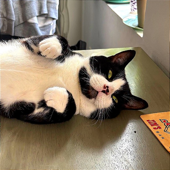 Elmo - Domestic Shorthair