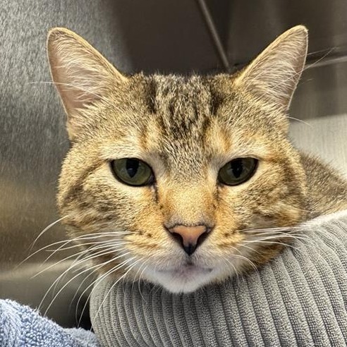 Scotcharoo - Domestic Shorthair