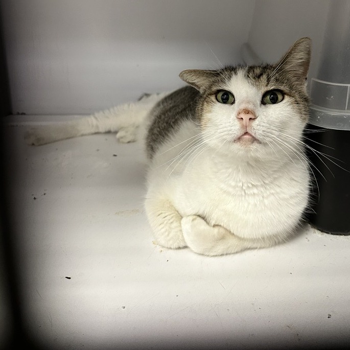 Harvey - Domestic Shorthair