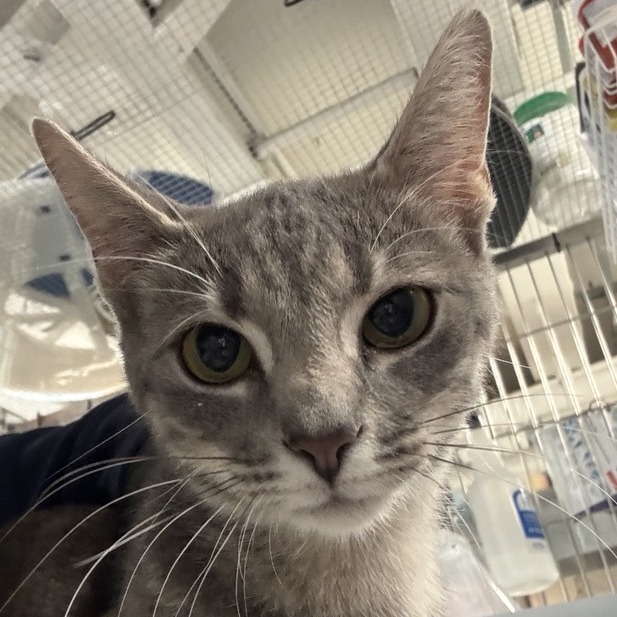 Silver - Domestic Shorthair