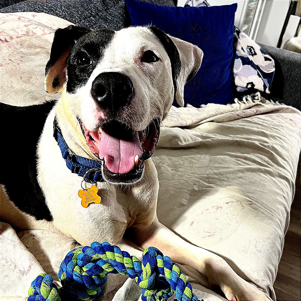 Jupiter - Mixed Breed (Large)