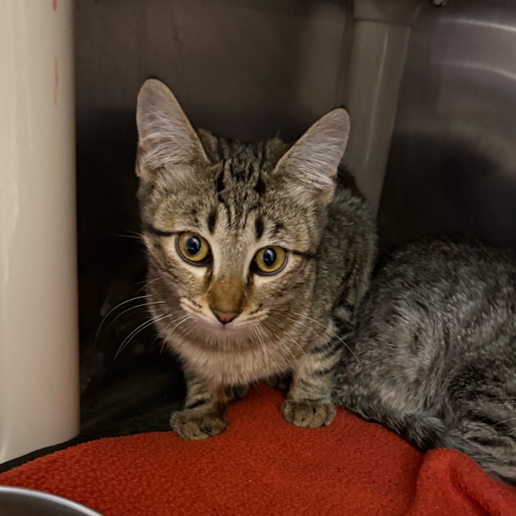 Winterton - Domestic Shorthair