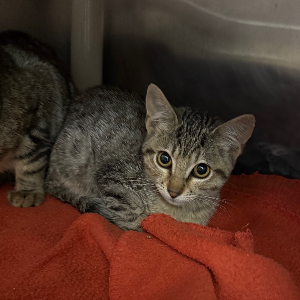 McAllister - Domestic Shorthair