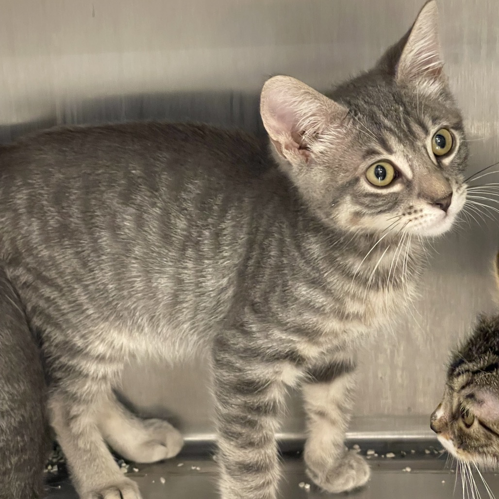 Toan - Domestic Shorthair