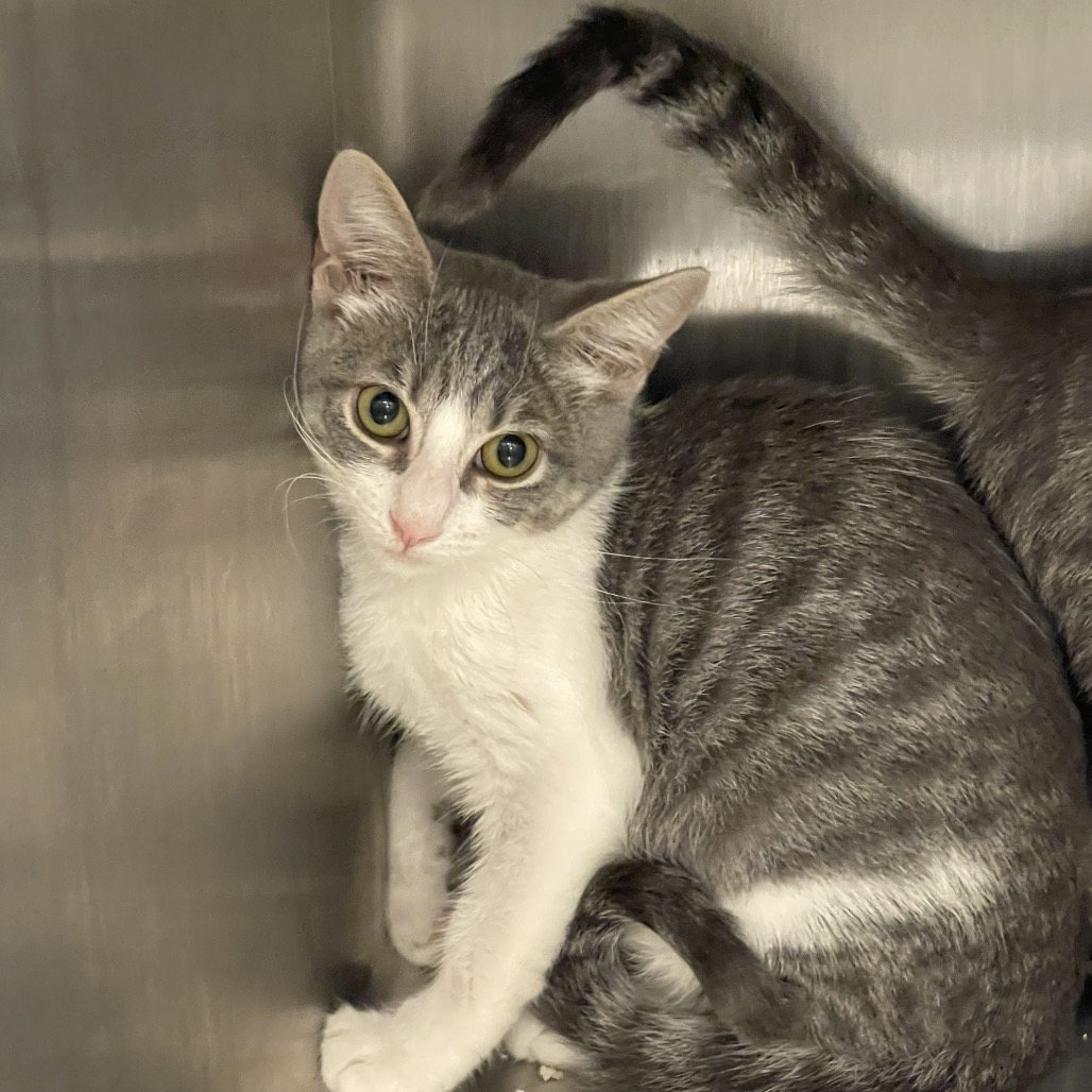 Darunia - Domestic Shorthair