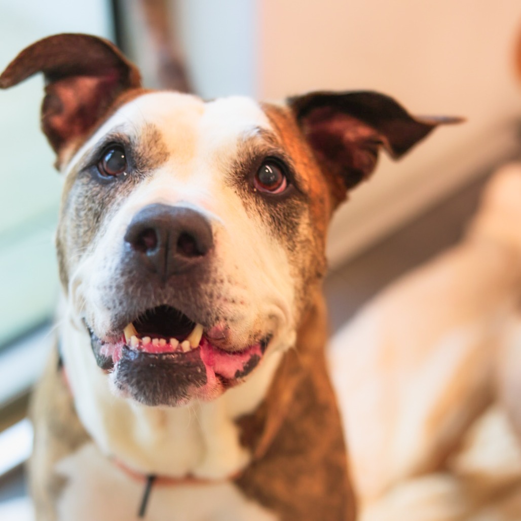 Monique - Mixed Breed (Large)