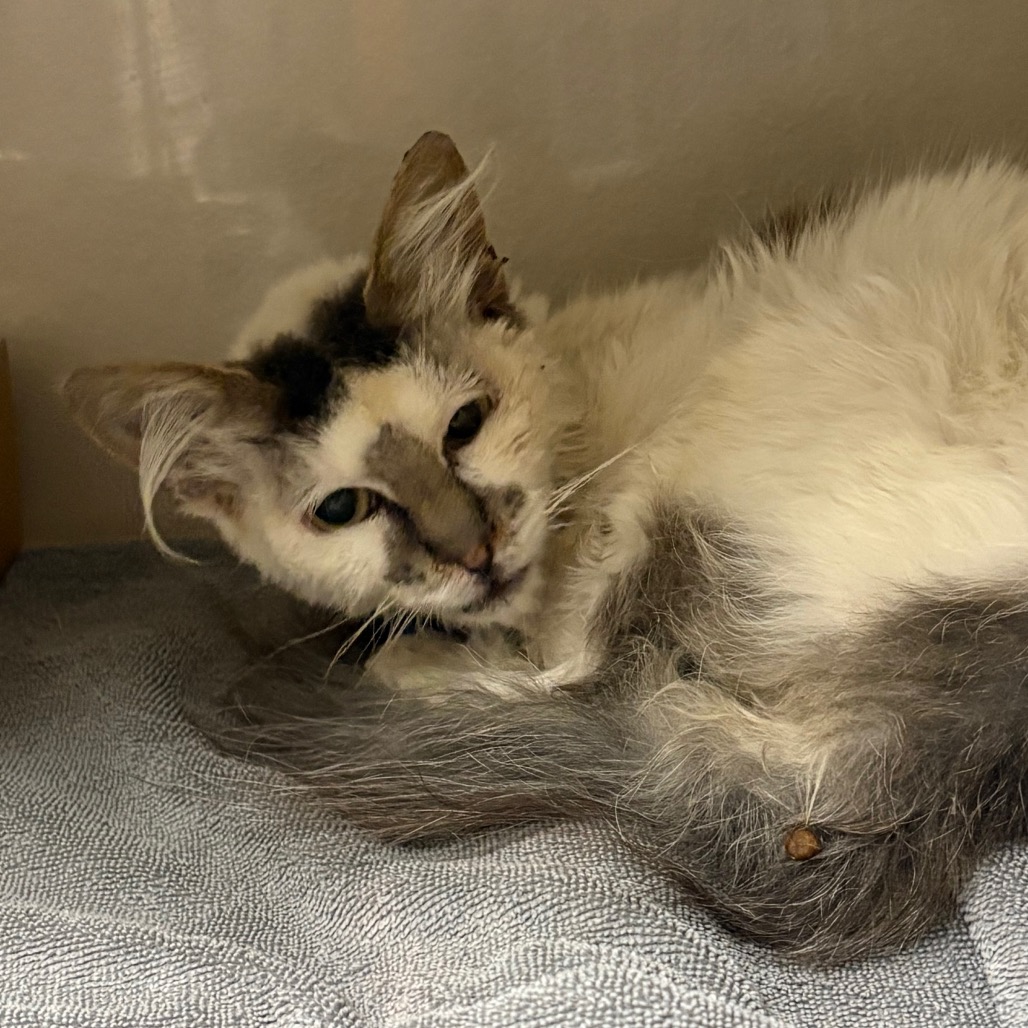 Babb - Domestic Medium Hair