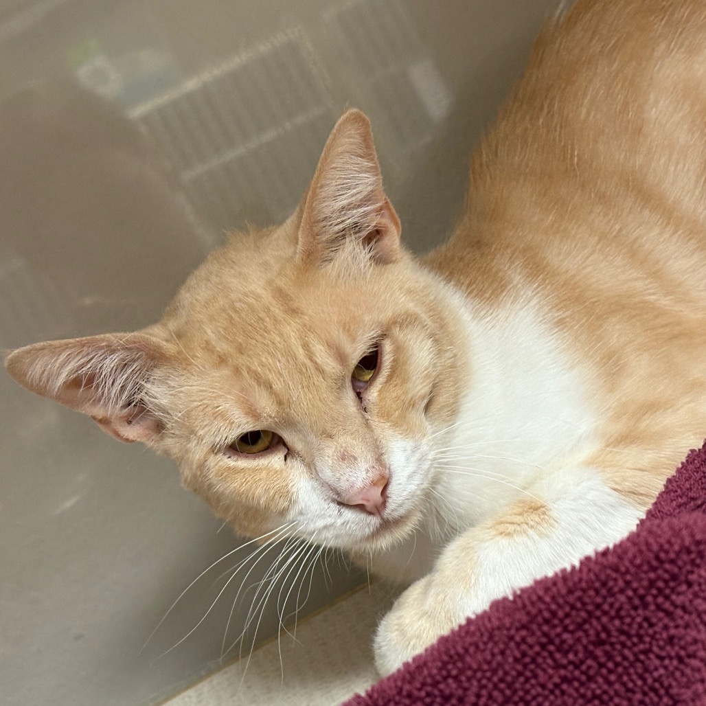 Merlock - Domestic Shorthair