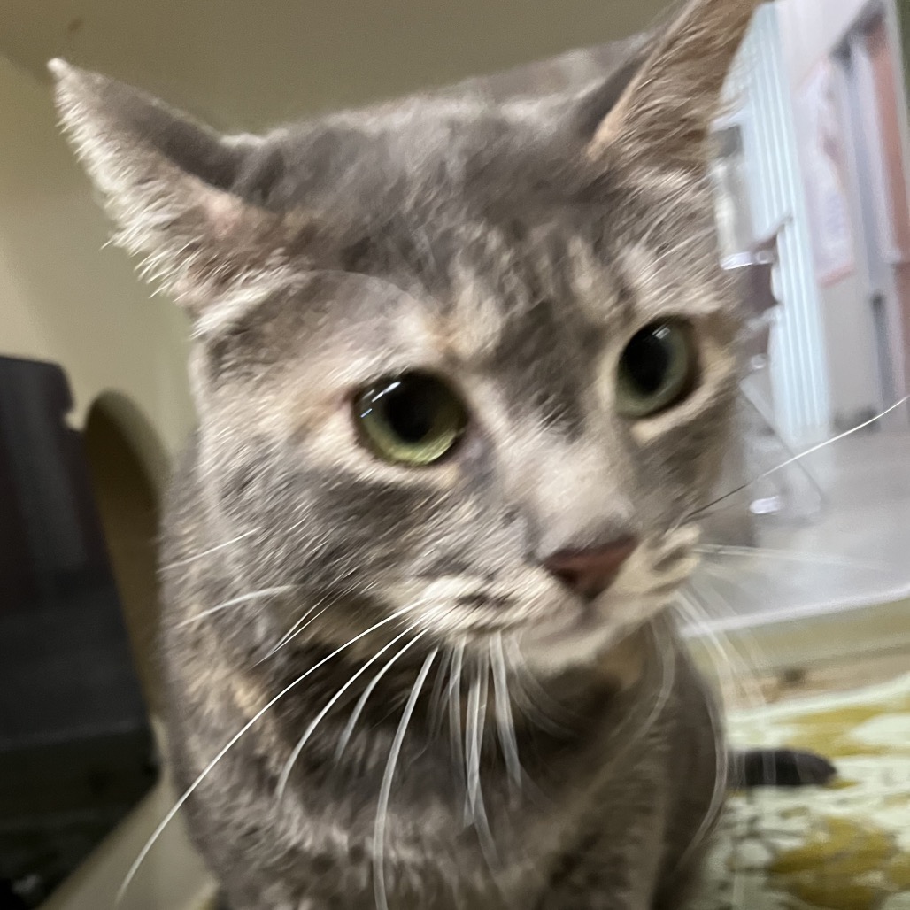 Riley - Domestic Shorthair