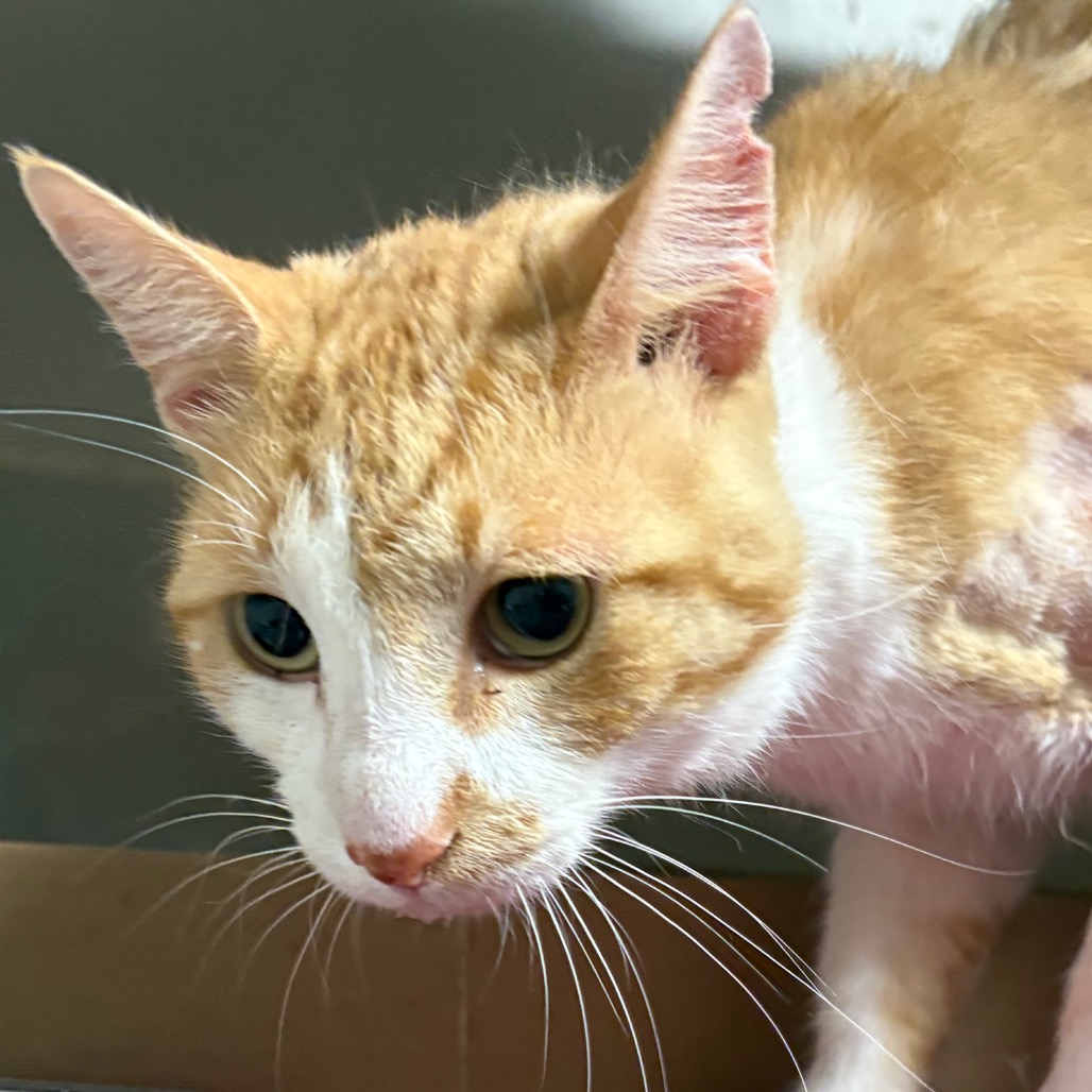 Finn - Domestic Shorthair