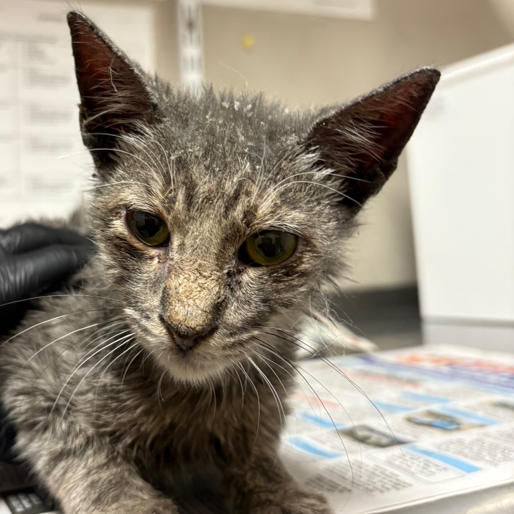 Coconut - Domestic Shorthair