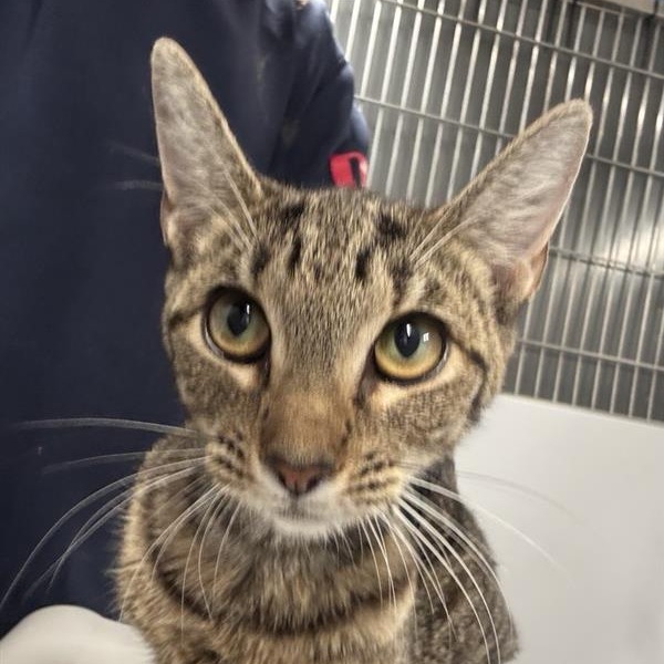 Gracie - Domestic Shorthair