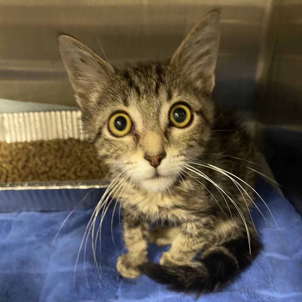 Cosmo - Domestic Shorthair