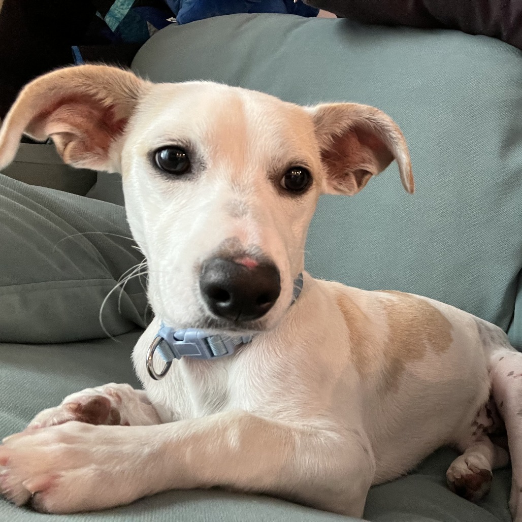 Dr. Robotnik - Chihuahua/Mix