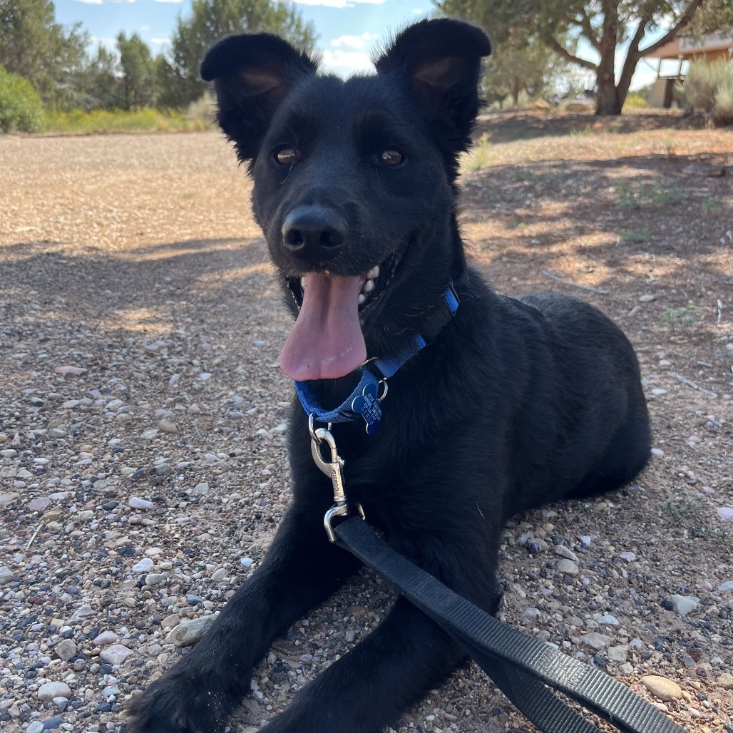 Rain - Shepherd/Retriever, Black Labrador