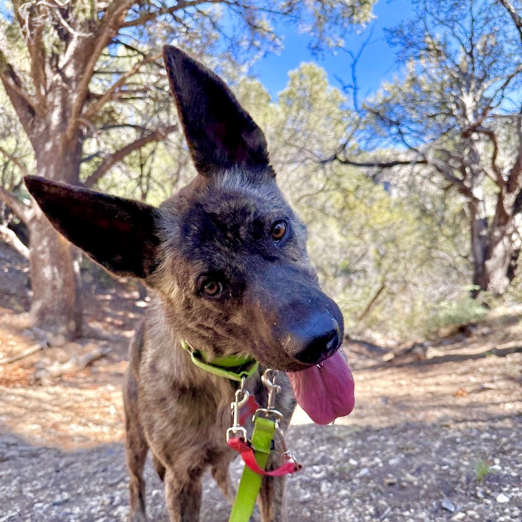 Bonzai - Shepherd, Dutch