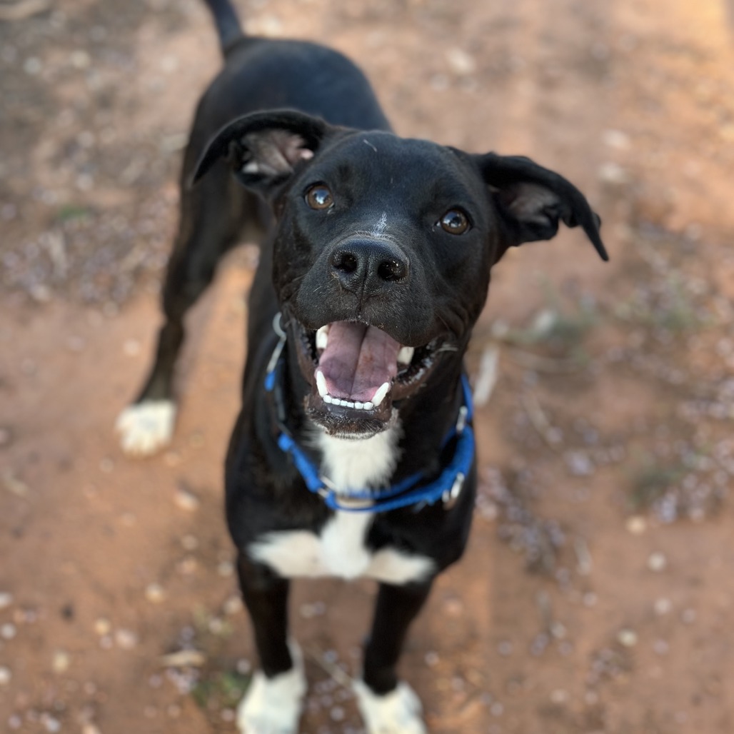 Beaker - Terrier/Mix