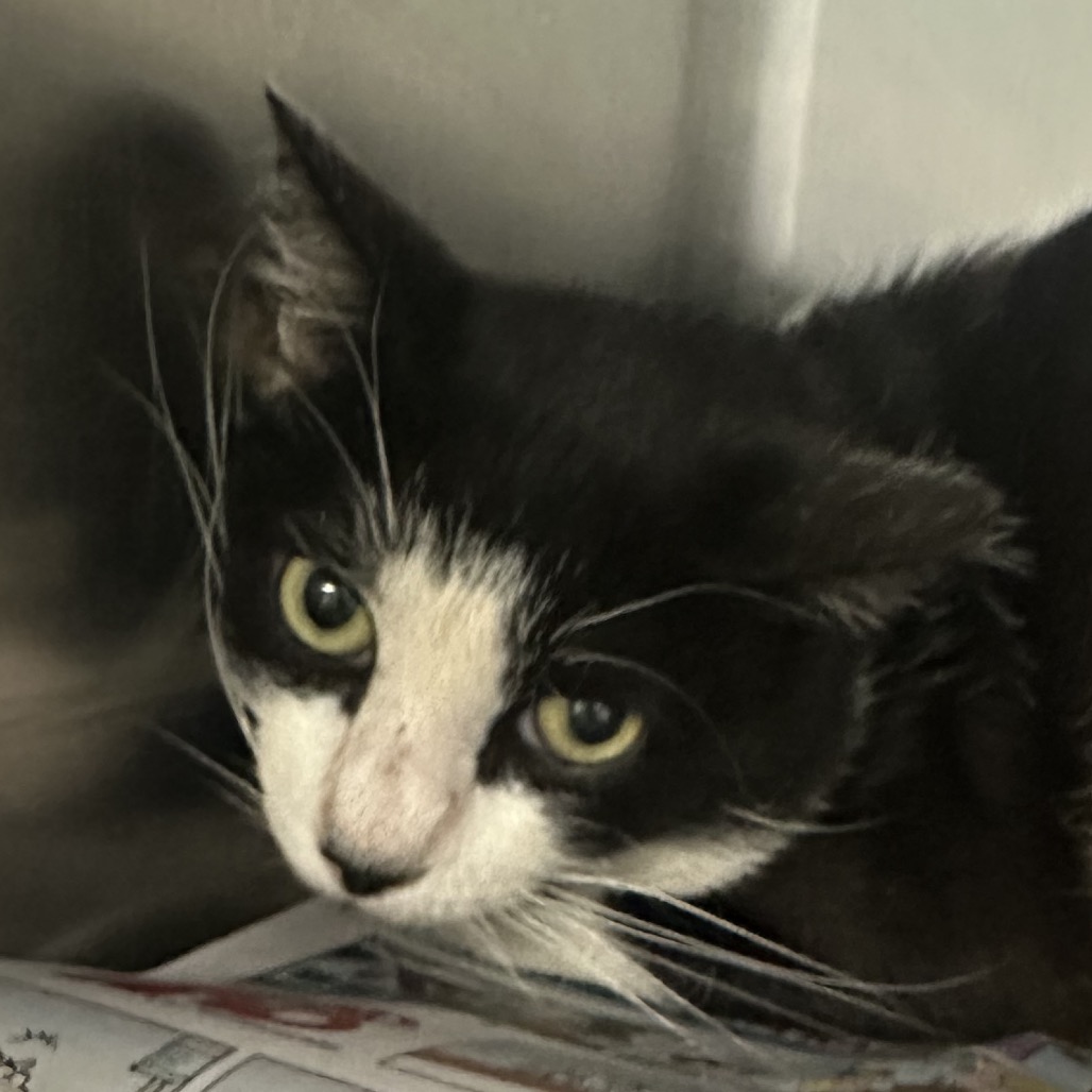 Doc - Domestic Shorthair