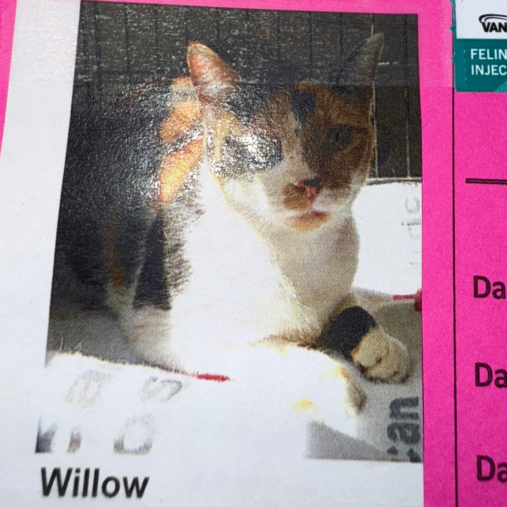 Willow - Domestic Shorthair