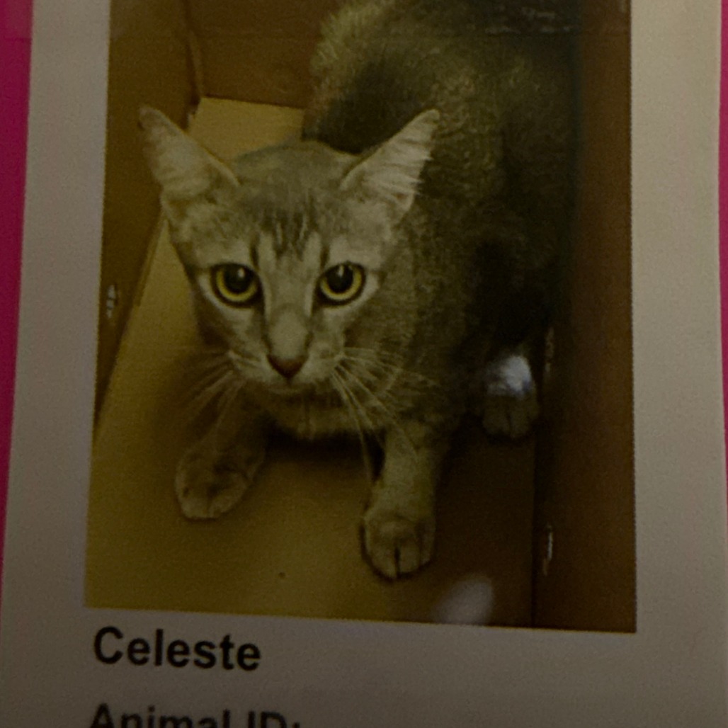 Celeste - Domestic Shorthair