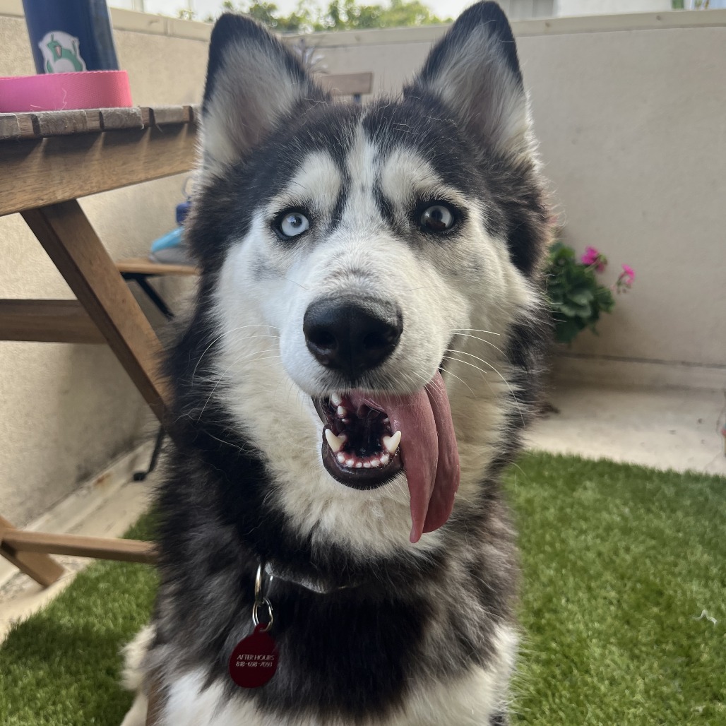 Malon - Husky/Mix