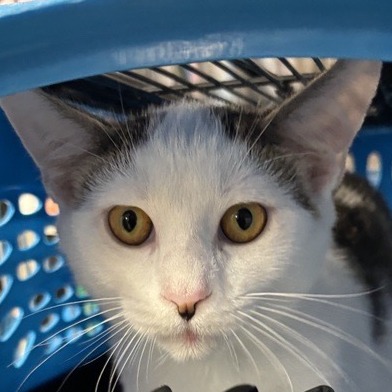 Flynn Rider - Domestic Medium Hair