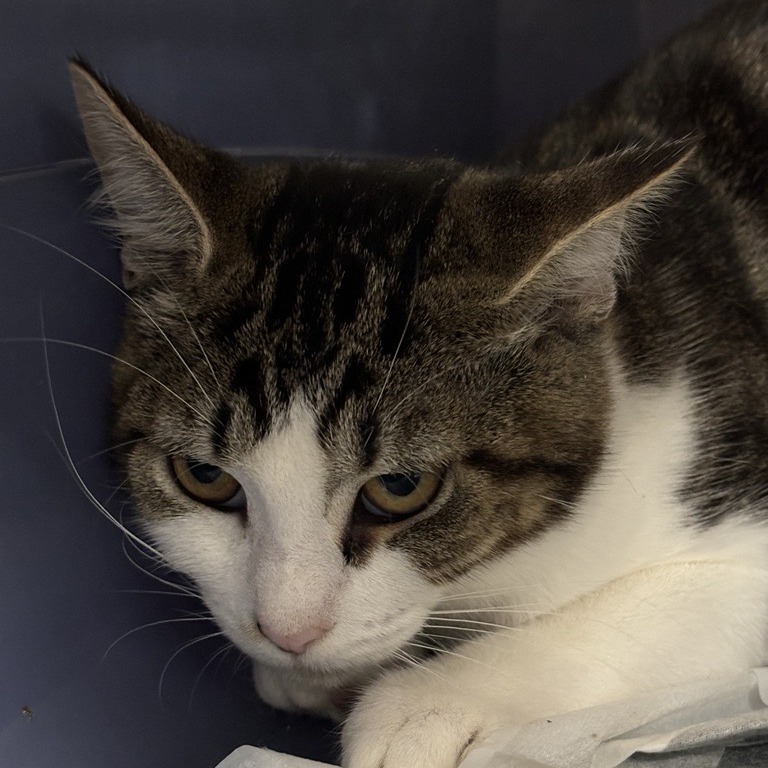 Gothel - Domestic Medium Hair