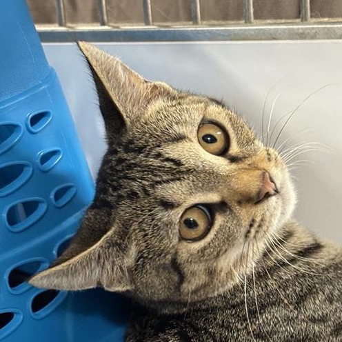 Tater - Domestic Shorthair