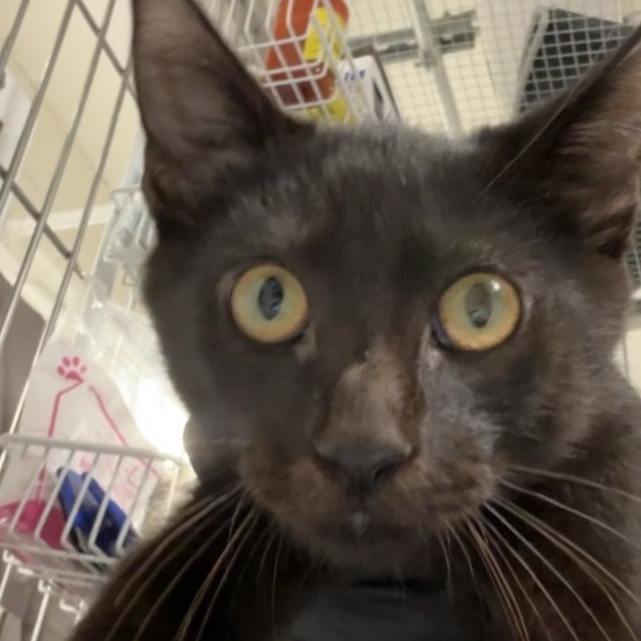 Map - Domestic Shorthair