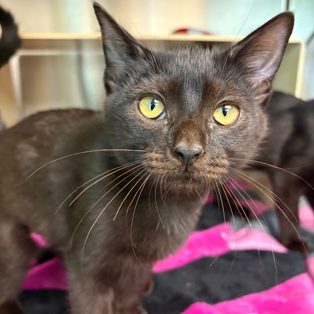 Dora - Domestic Shorthair