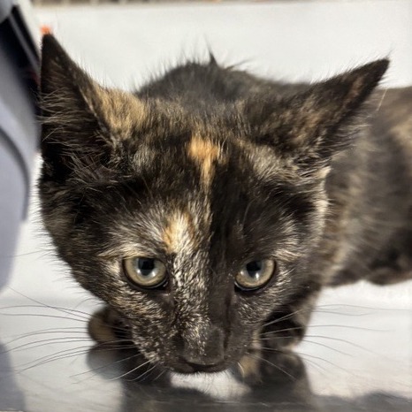 Lolli - Domestic Shorthair