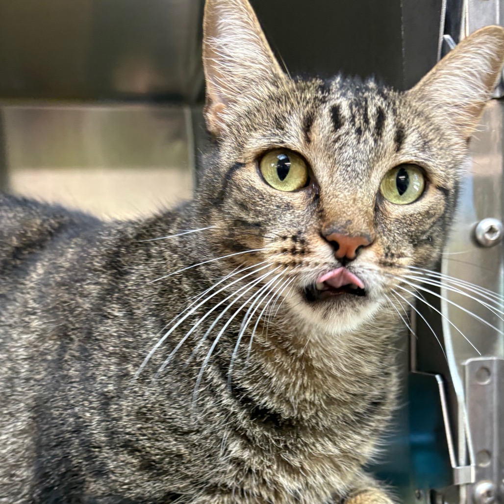 Claudia - Domestic Medium Hair