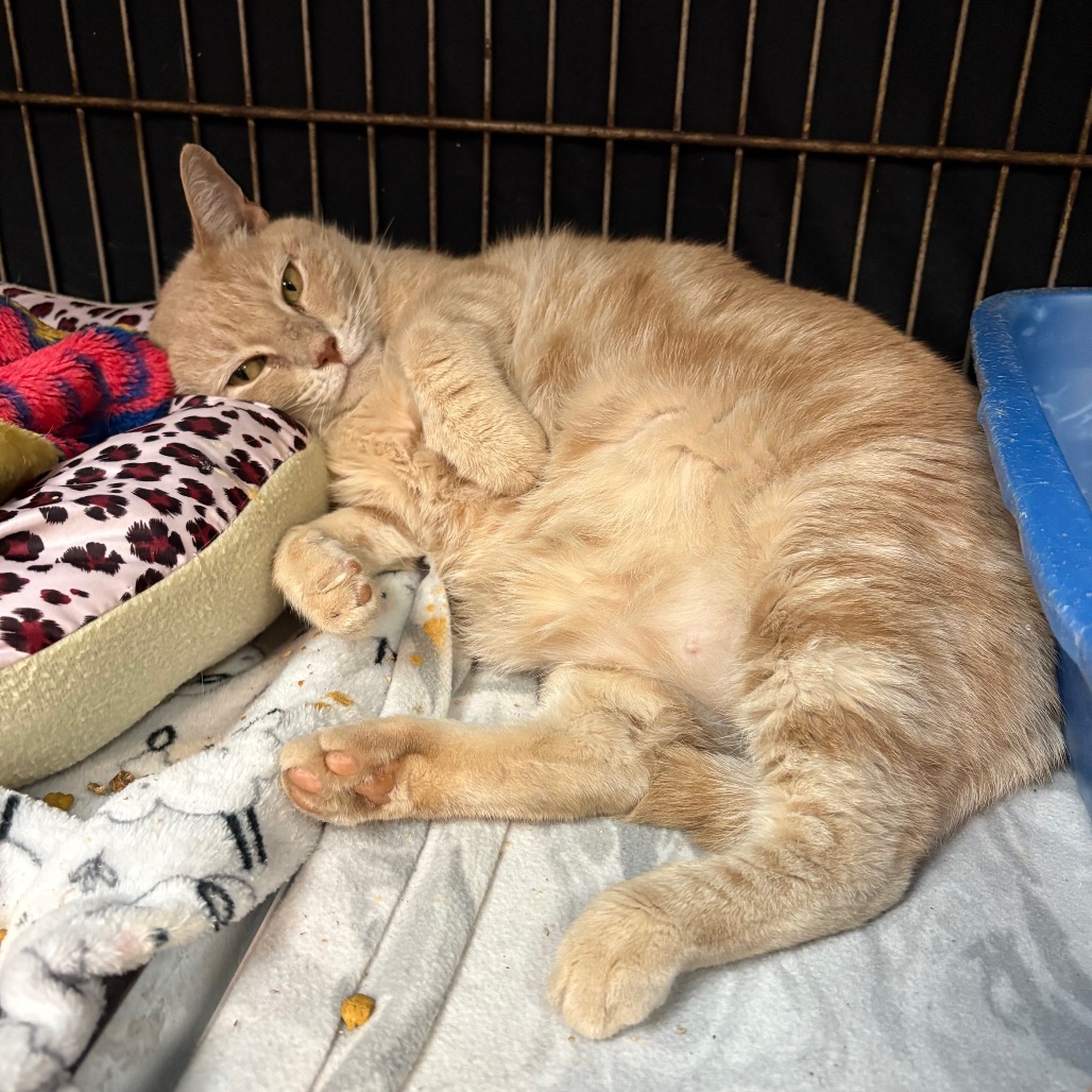 Orange Blossom - Domestic Shorthair