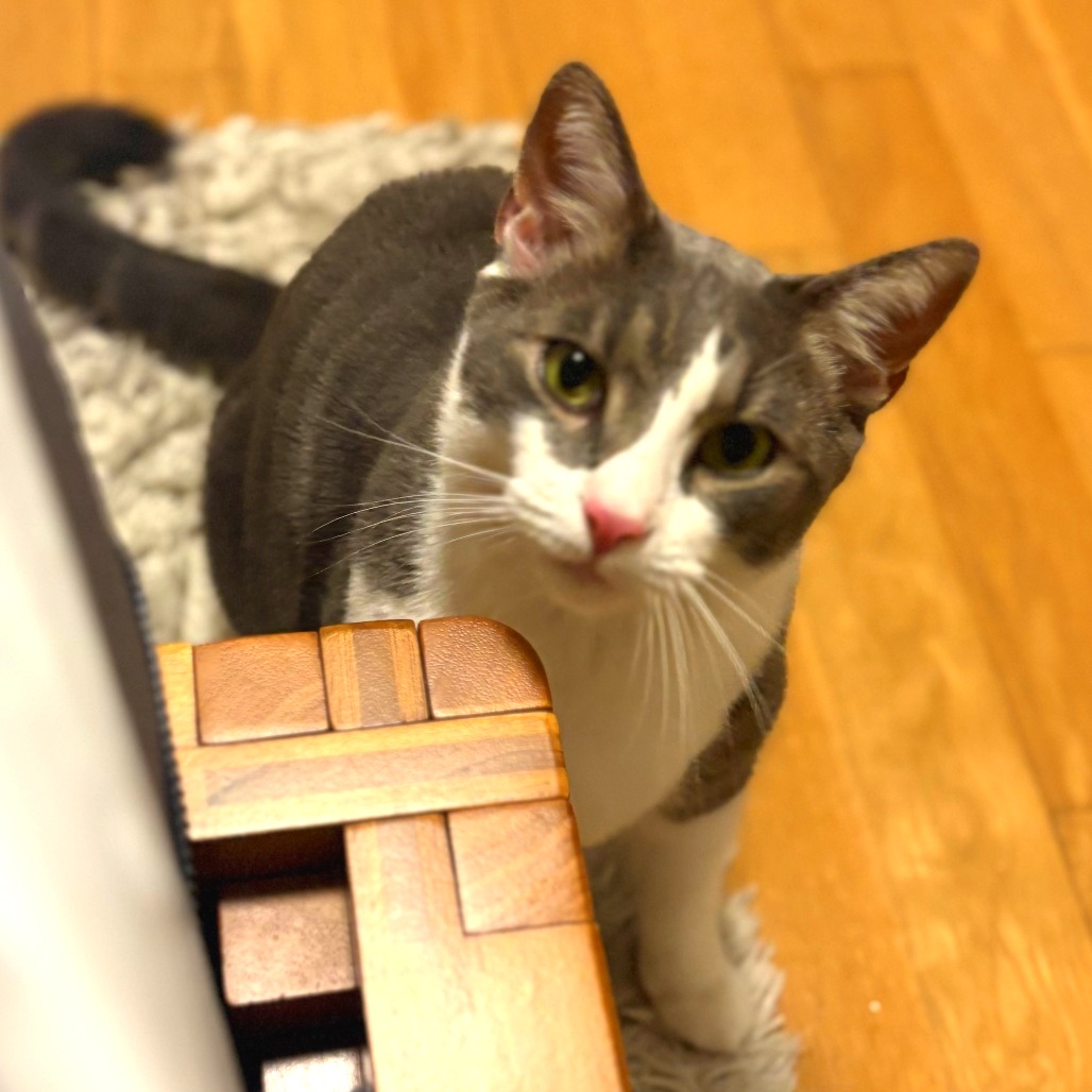 Sokka - Domestic Shorthair