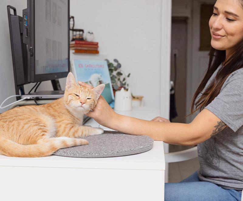 Person working at a computer petting a cat who is sitting next to the monitor on the desk