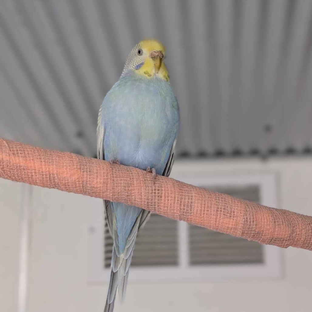 Cosmo - Common (Budgie/Budgerigar) Parakeet
