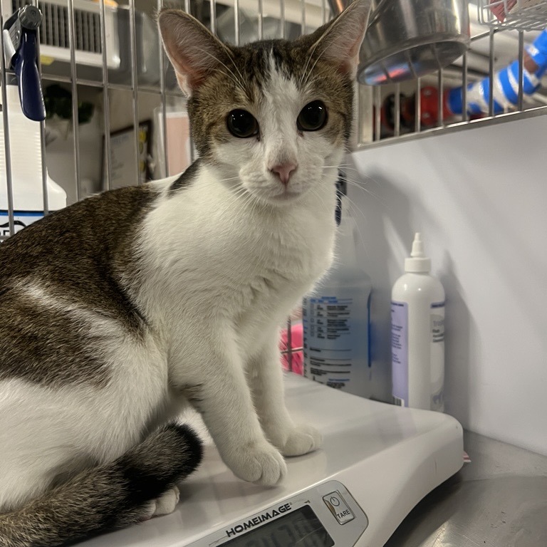 Jasper - Domestic Shorthair