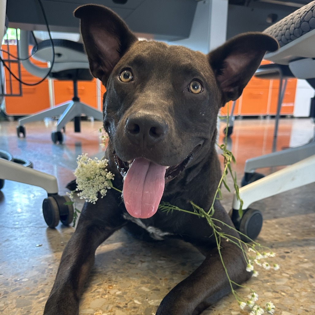 Hudson - Mixed Breed (Large)