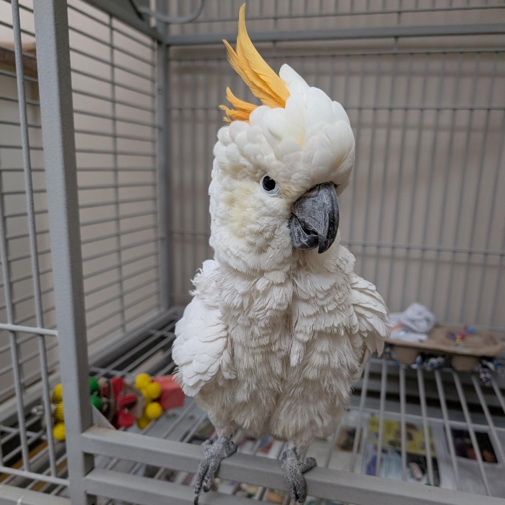 Sunny - Lesser sulfur-crested/Yellow-crested Cockatoo