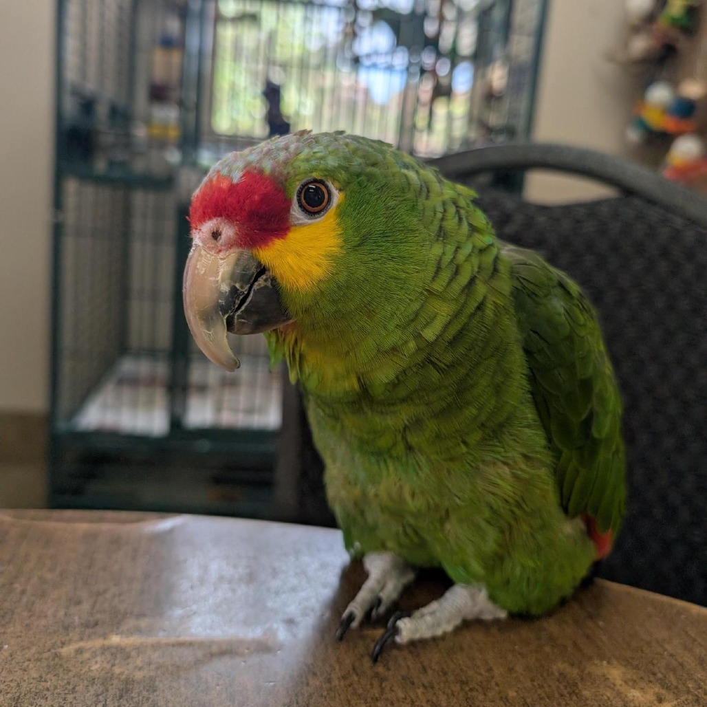 Bud - Red-lored Amazon Parrot