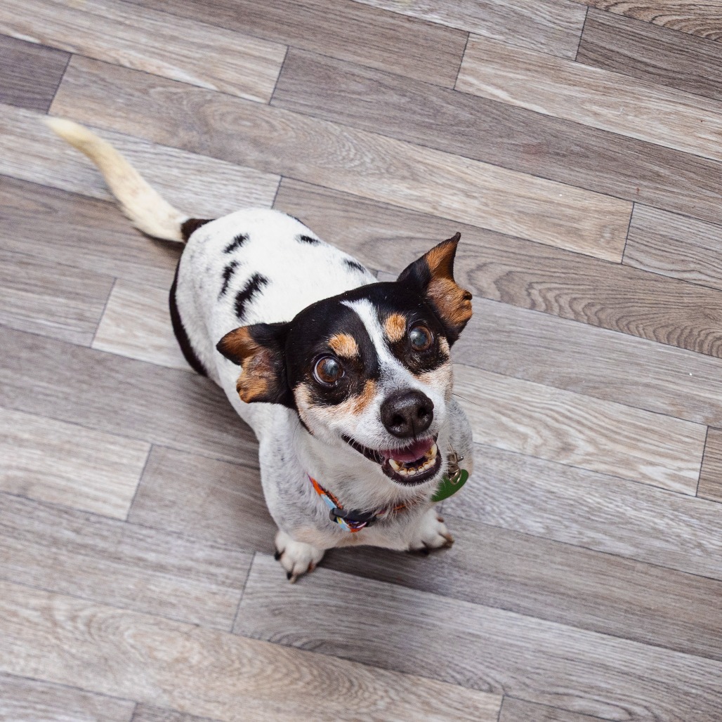 Palo Verde - Terrier, Jack Russell/Mix