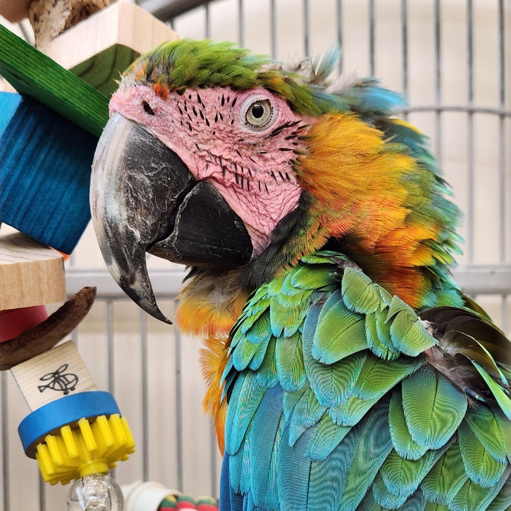 Harley - Hybrid Macaw