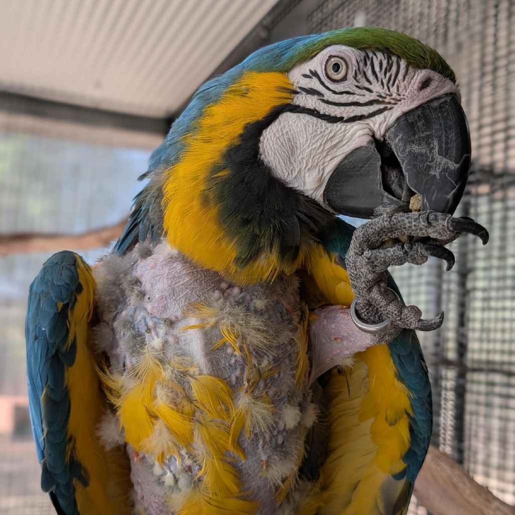 Nyla - Hybrid Macaw