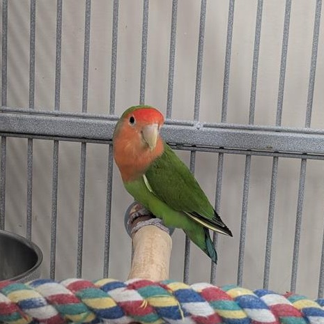 Fig - Lovebird